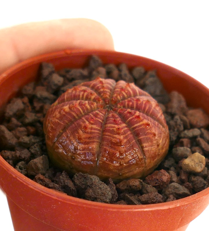 Euphorbia symmetrica small succulent with ribbed, patterned reddish-brown stem in pot