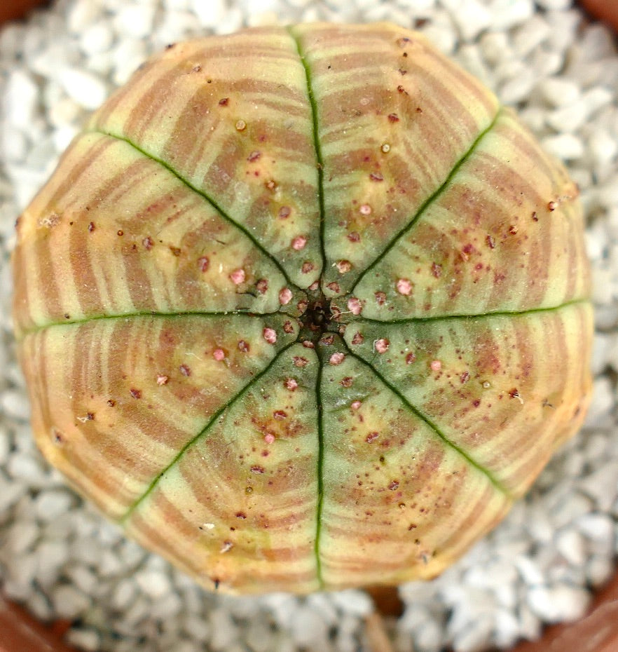 صبار يوفوربيا سيمتريكا بنمط مخطط باللونين البرتقالي والأخضر وأشواك صغيرة