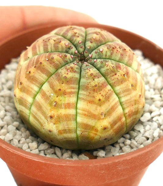 Euphorbia symmetrica succulent with rounded ribbed body and orange striped pattern in pot