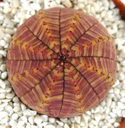 Euphorbia symmetrica Sukkulente mit rundlicher Form und markantem rot gestreiftem Muster
