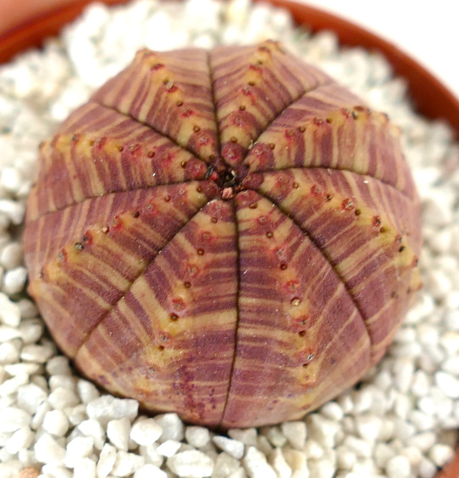 Euphorbia symmetrica succulent with rounded ribbed body and red striped pattern on surface