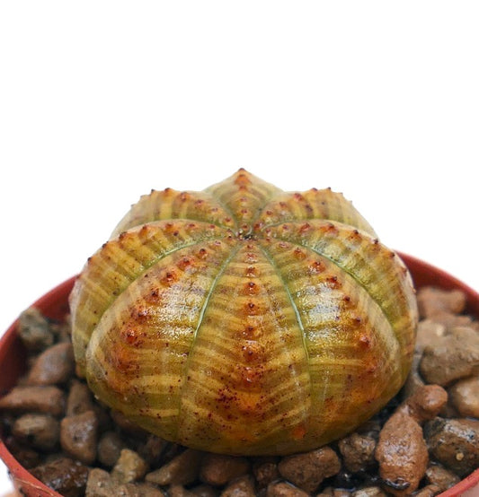 Euphorbia symmetrica succulent cactus with ribbed, rounded body and small orange tubercles