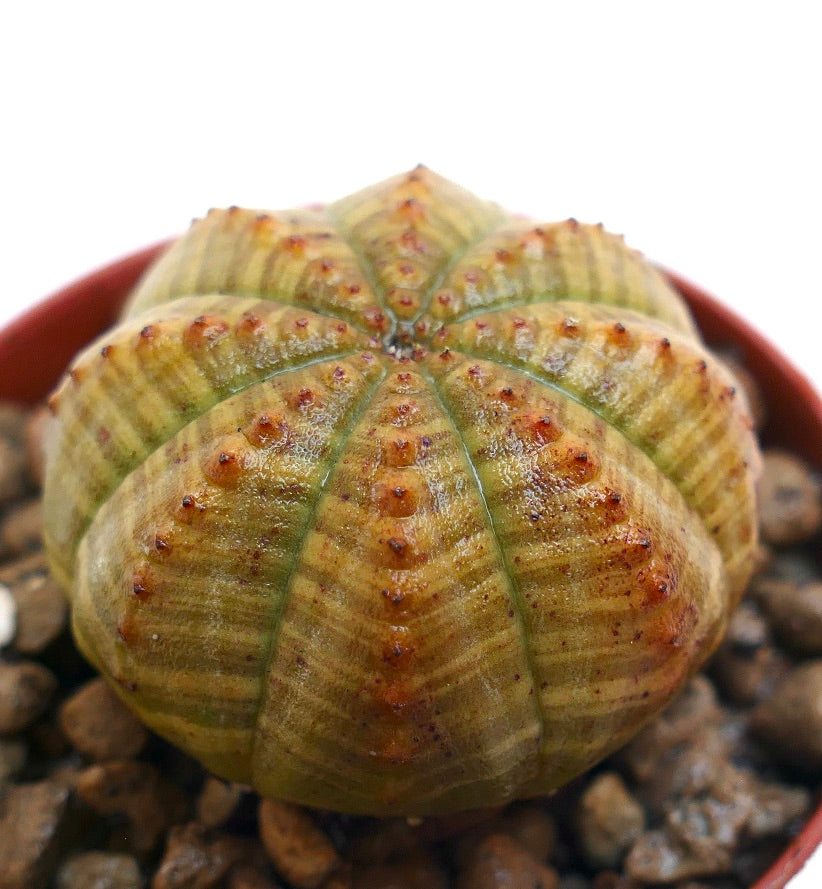 Euphorbia symmetrica succulent with rounded ribbed body and small reddish tubercles
