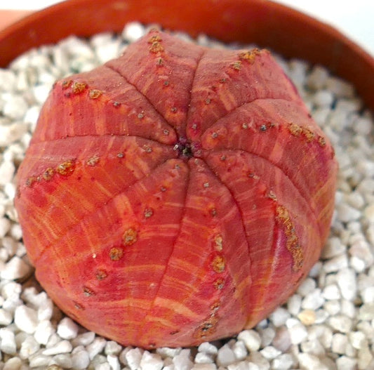 Euphorbia symmetrica Sukkulent mit rundem, geripptem Körper und rot-orangefarbener Färbung