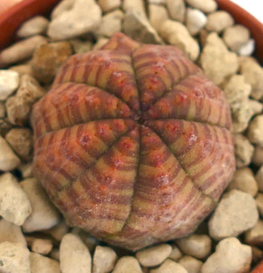Euphorbia symmetrica small round succulent with striped reddish-brown ridges and tubercles
