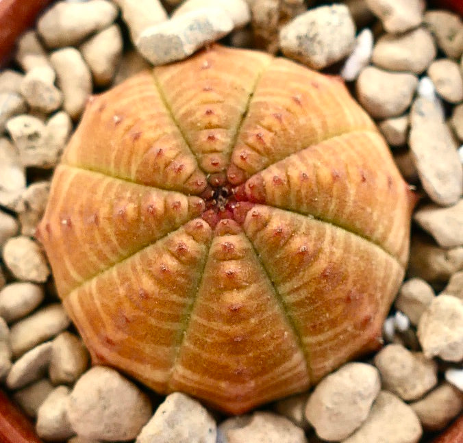 Euphorbia symmetrica rare succulent with rounded segmented body and small red tubercles