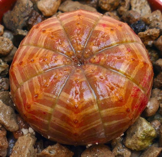 Euphorbia symmetrica succulent with rounded ribbed orange-striped body and small spines