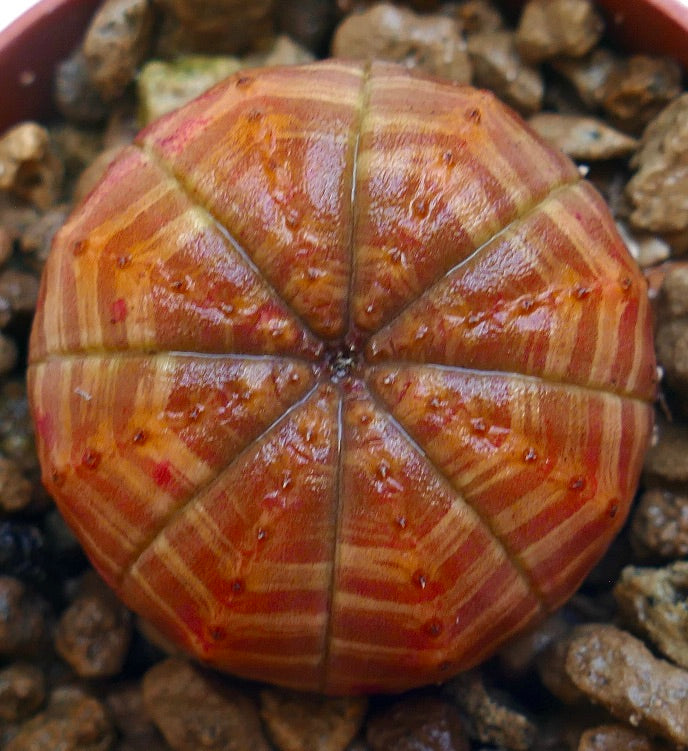 Euphorbia symmetrica succulent with rounded ribs and orange striped pattern on textured surface