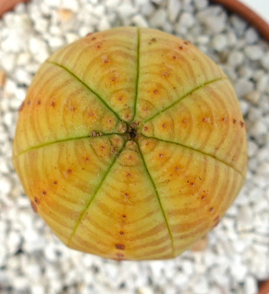 Euphorbia symmetrica round succulent with yellow ribbed body and brown spots