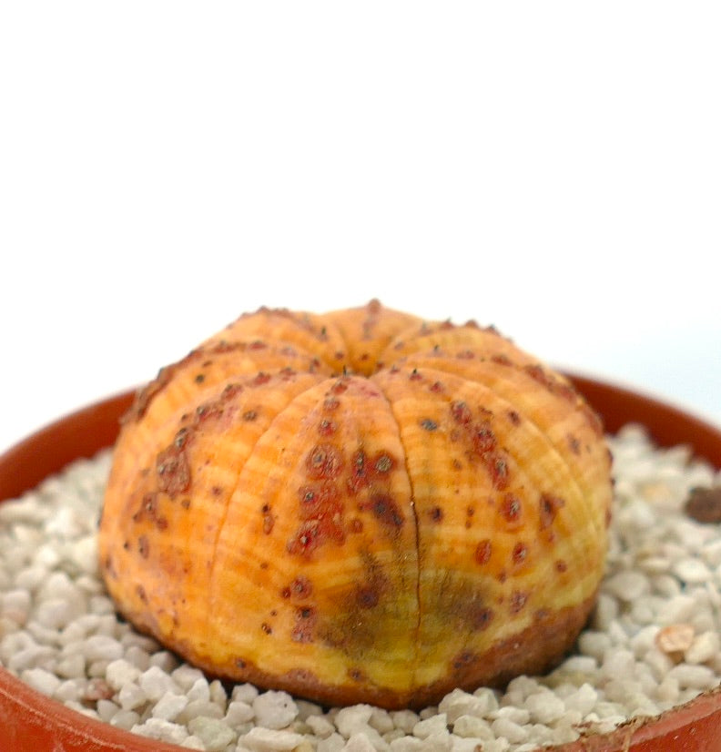 Euphorbia symmetrica rare succulent with rounded ribbed body and red spots