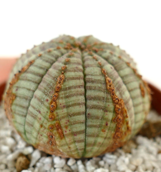 Euphorbia symmetrica Sukkulente mit rundem, geripptem Körper und markanten braunen Zeichnungen