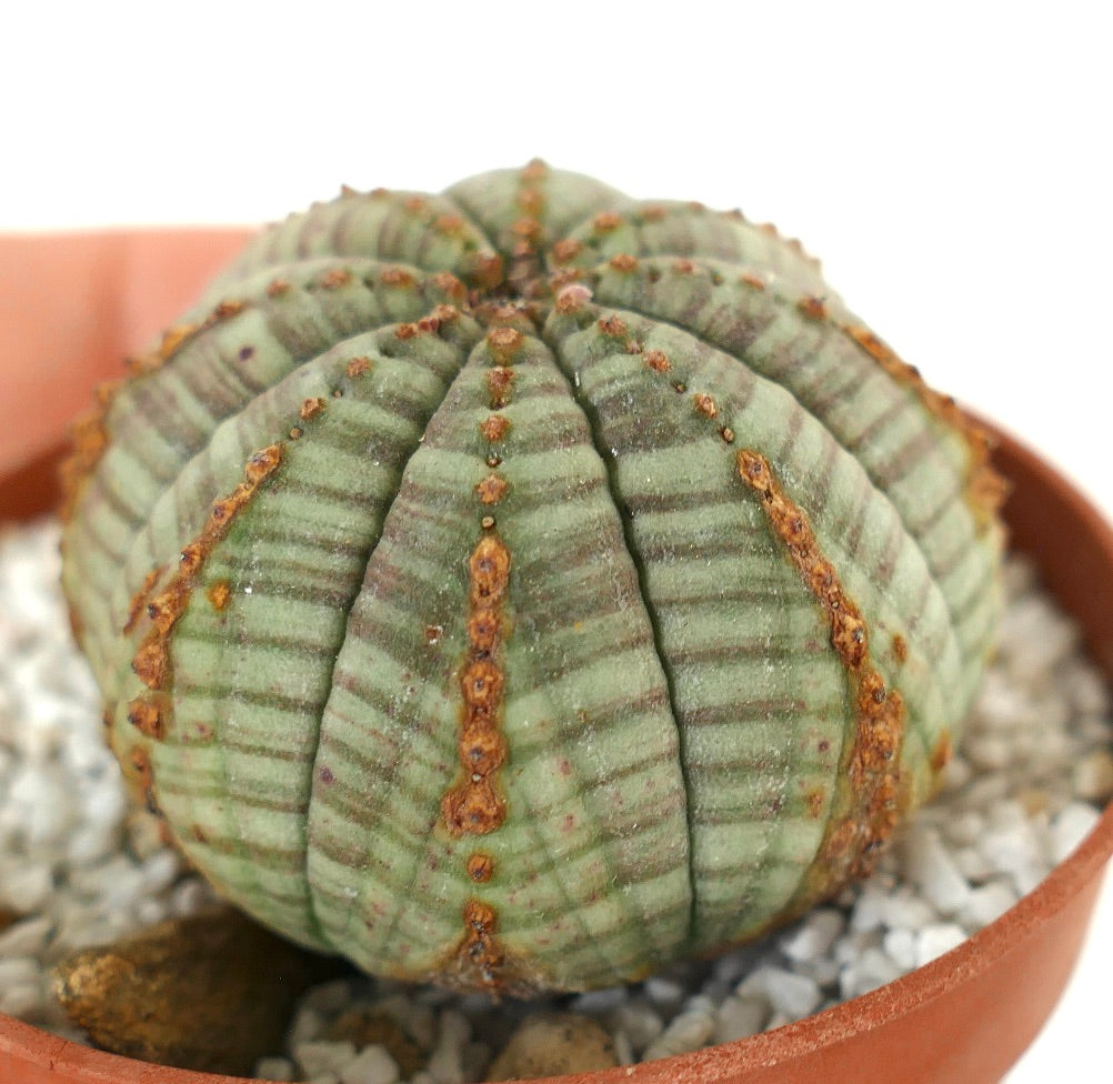 Euphorbia symmetrica vetplant met afgerond geribd lichaam en karakteristieke bruine markeringen