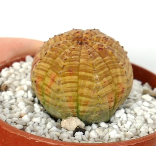 Euphorbia symmetrica rare succulent with rounded ribbed body and small spines in pot