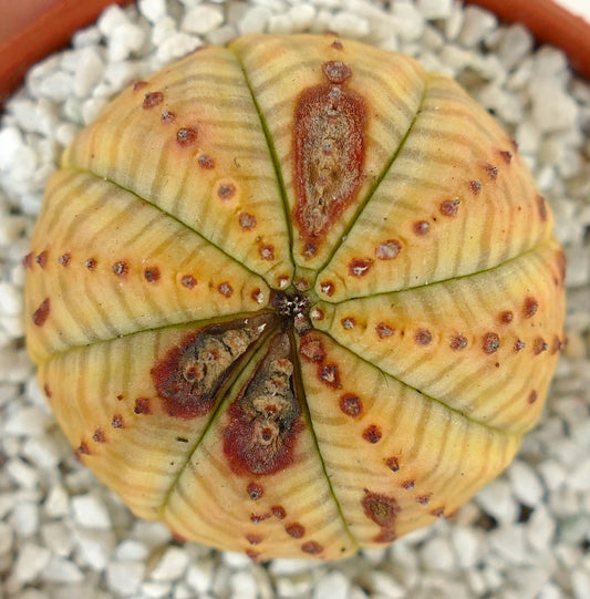 Euphorbia symmetrica Sukkulent mit abgerundeten Rippen und markanten braunen Zeichnungen auf gelber Oberfläche