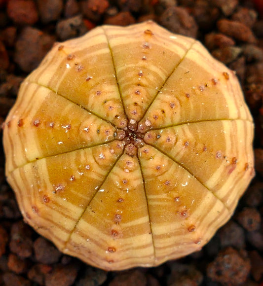 Euphorbia symmetrica succulent with yellow striped ribbed body and small brown areoles