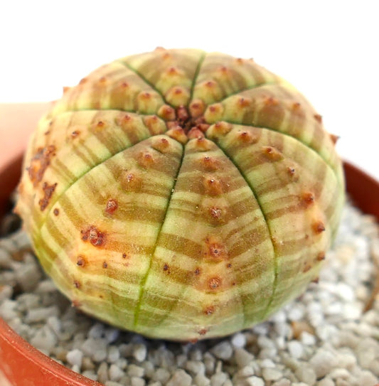 Euphorbia symmetrica succulent with rounded ribbed body and subtle yellow striping pattern