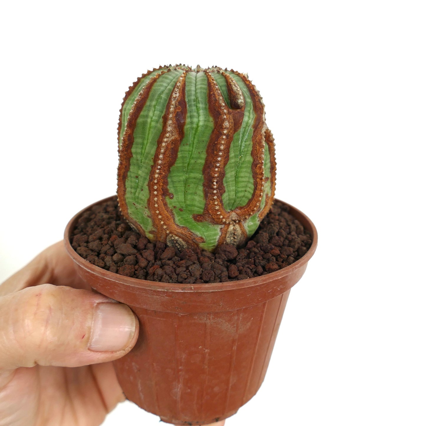 Euporbia obesa succulent cactus with brown textured ridges in small pot held by hand