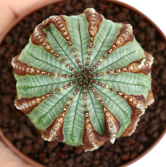 Euporbia obesa Sukkulente Kaktus mit markanten braunen Zeichnungen und gerundeter, gerippter Struktur