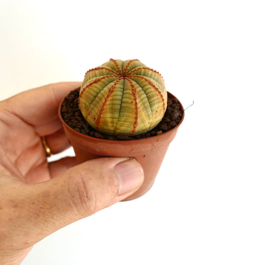 Euporbia obesa small succulent cactus with green-yellow body and brown vertical lines
