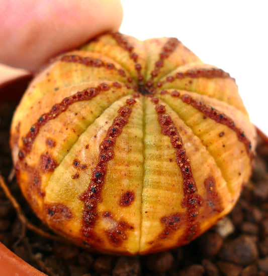Euphorbia obesa, sukkulente Kaktee mit rundlicher Form und rötlich strukturierten Linien
