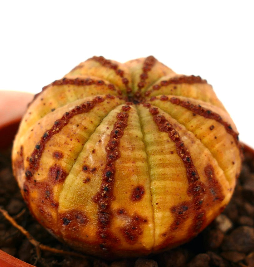 Euporbia obesa, cactus succulento con forma arrotondata e costole rossastre dalla texture caratteristica