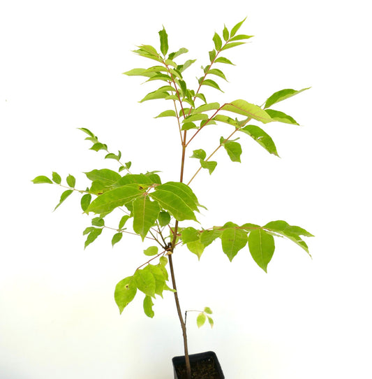 Evodia danielli young slender tree with green pinnate leaves in black nursery pot