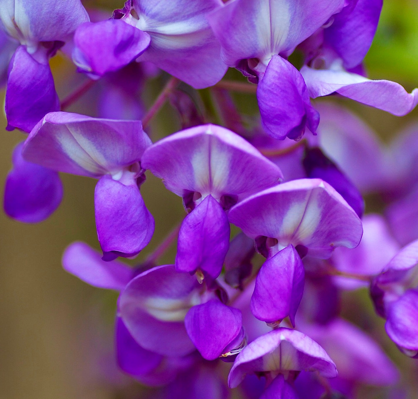 Wisteria floribunda clusters of vibrant purple and lavender hanging flowers close-up