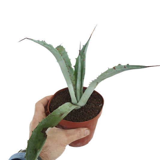 Agave macroacantha X eborispina succulent with long spiny blue-green leaves in small pot