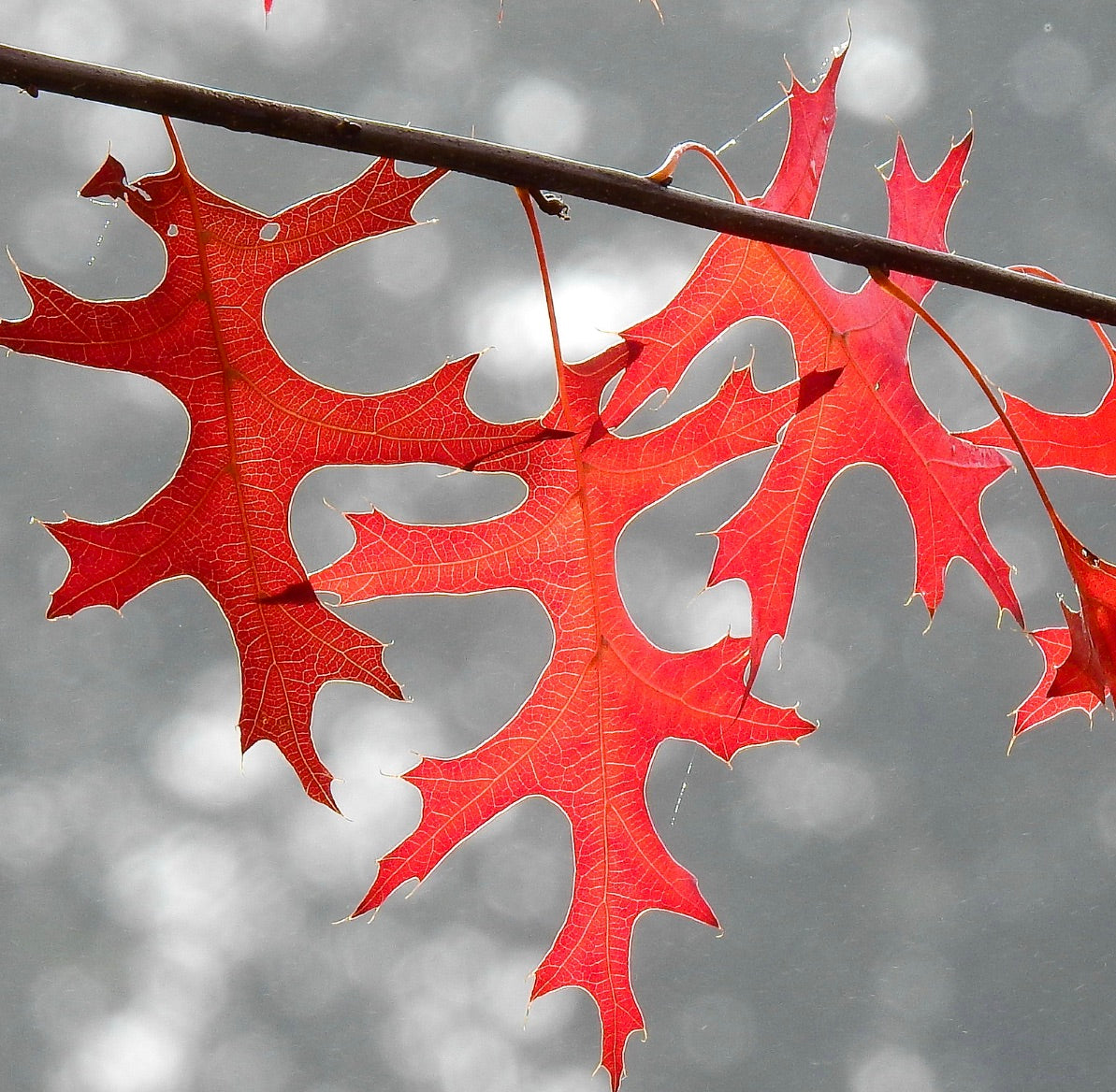 Quercus palustris bright red lobed autumn leaves on slender branch