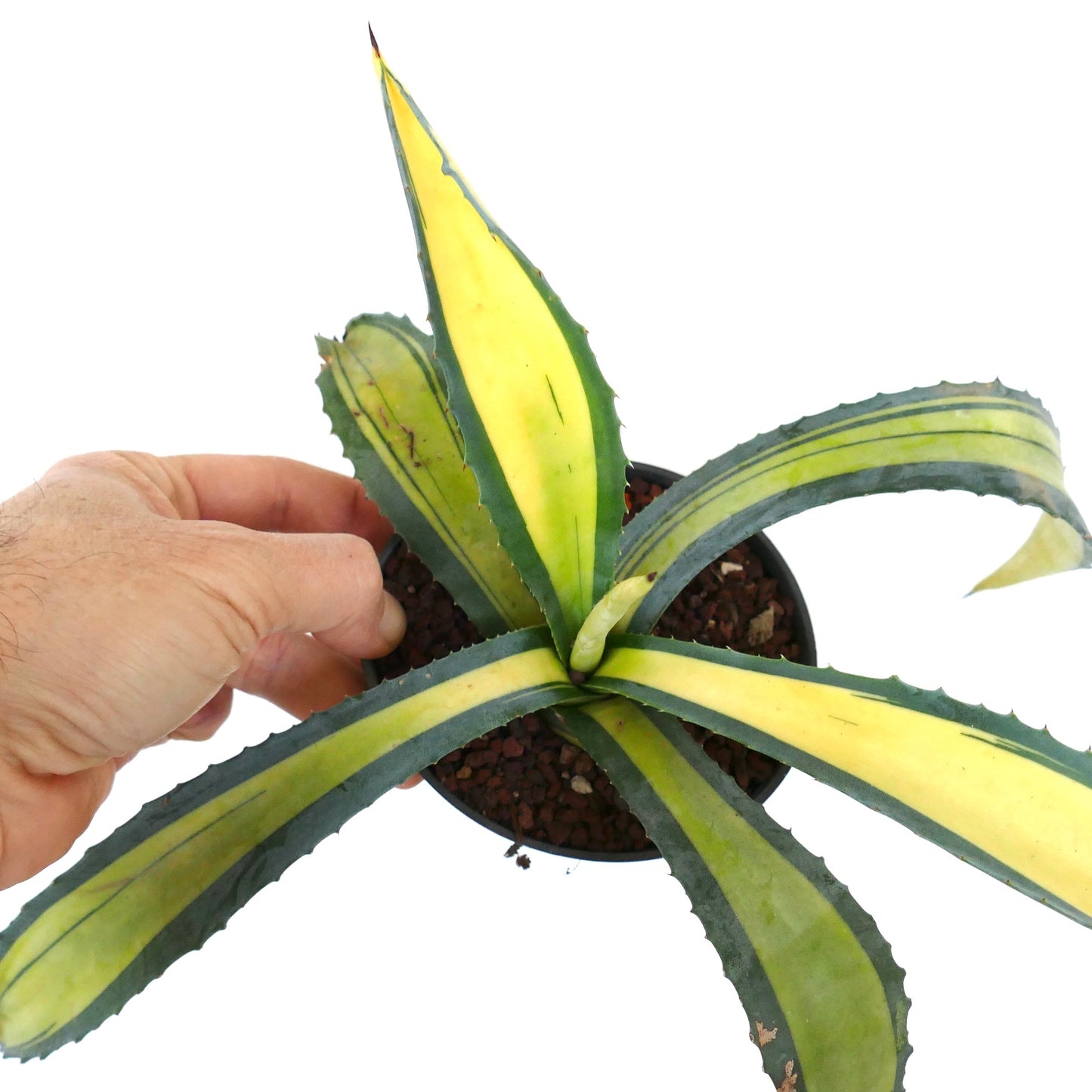 Agave americana MEDIOPICTA YELLOW VARIEGATED GH8