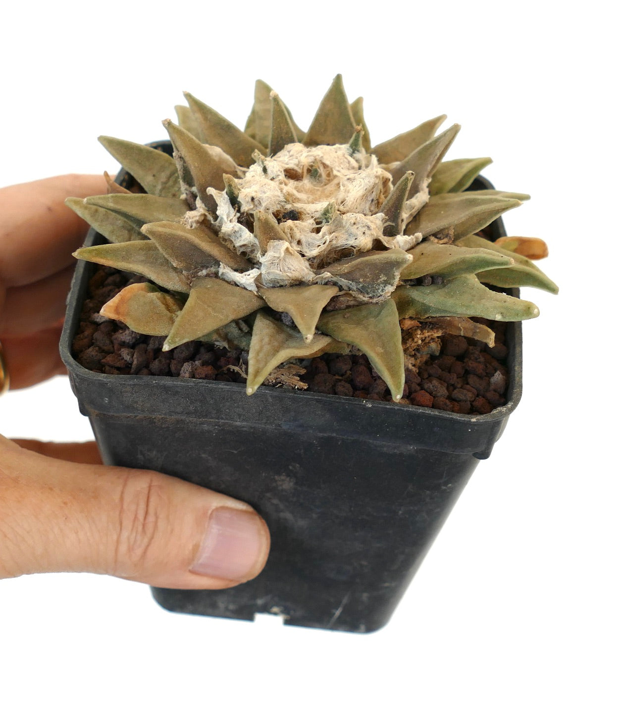 Ariocarpus retusus succulent cactus with thick triangular leaves and woolly center in black pot