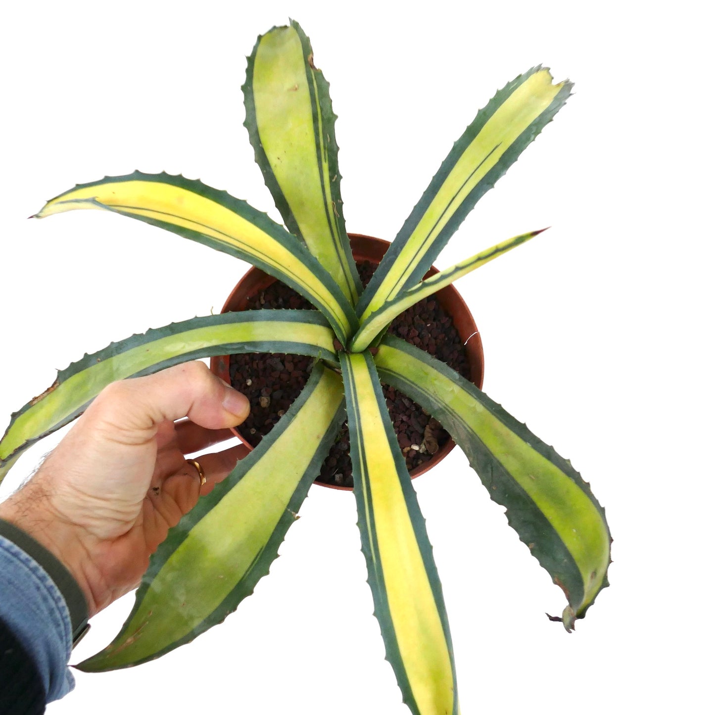 Agave americana MEDIOPICTA YELLOW VARIEGATED 40