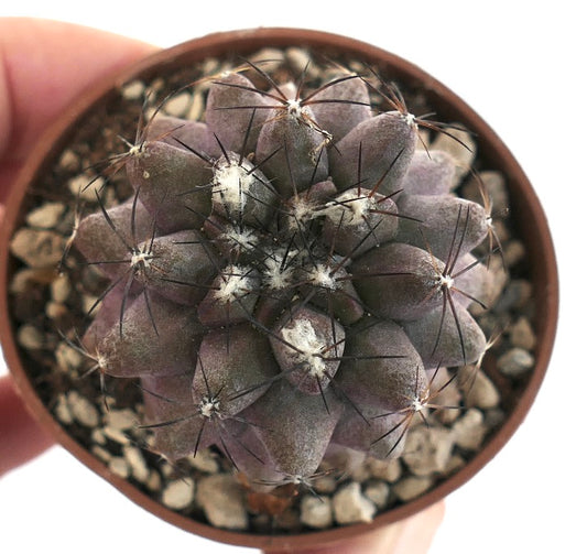 Copiapoa cinerea succulent cactus with dense white wool and long dark spines in pot