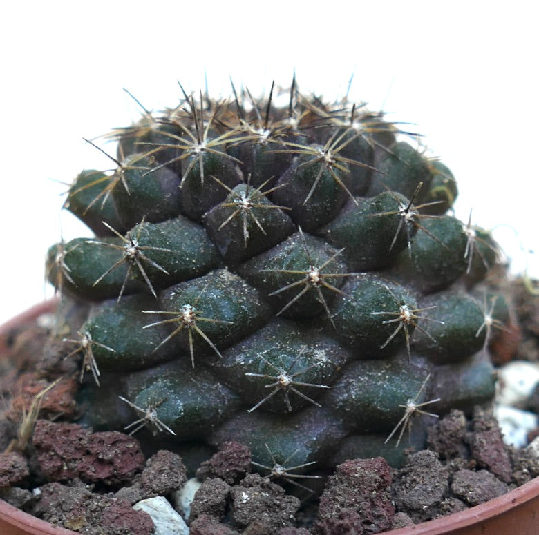 Copiapoa tenuissima dark green succulent cactus with short spines and rounded tubercles