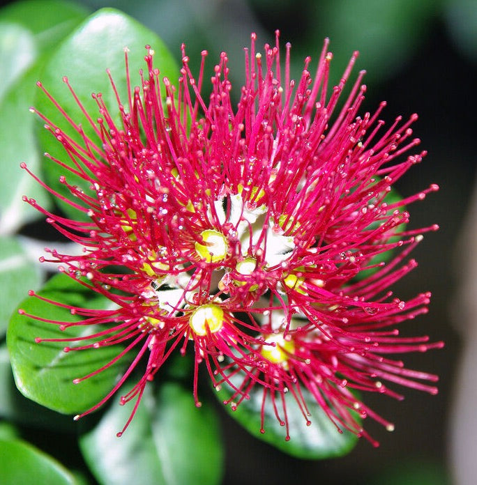 Metrosideros excelsa bright red brush-like flowers with glossy green leaves