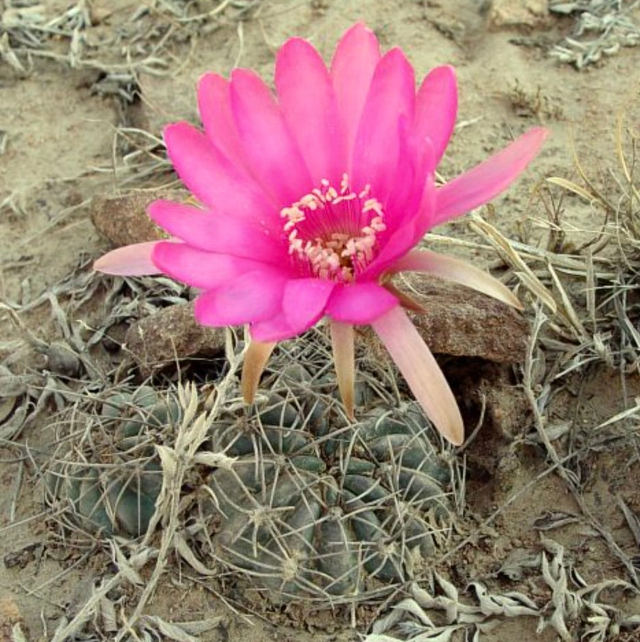 Lobivia cardenasiana cactus with vibrant pink flower and spiny green succulent body in desert soil
