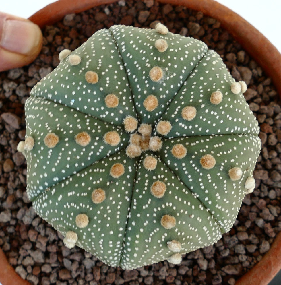 Astrophytum asterias suculento cactus con forma redonda y patrón de puntos blancos