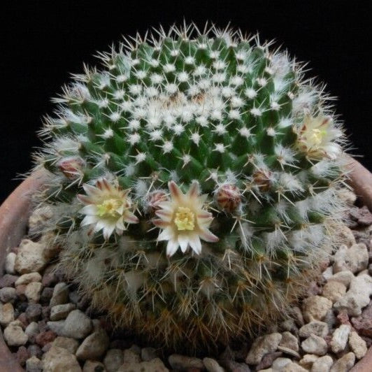 Mammillaria confusa green cactus with white spines and pale yellow flowers in pot