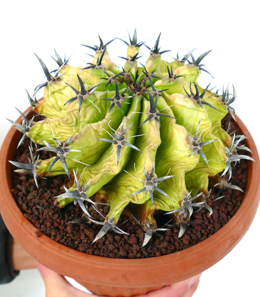 Ferocactus horridus succulent cactus with thick spines and wrinkled green stems in pot