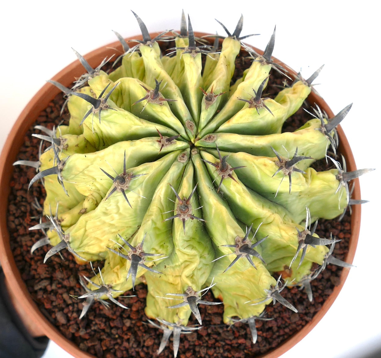 FEROCACTUS HORRIDUS succulent cactus with thick yellow-green ribs and prominent dark spines