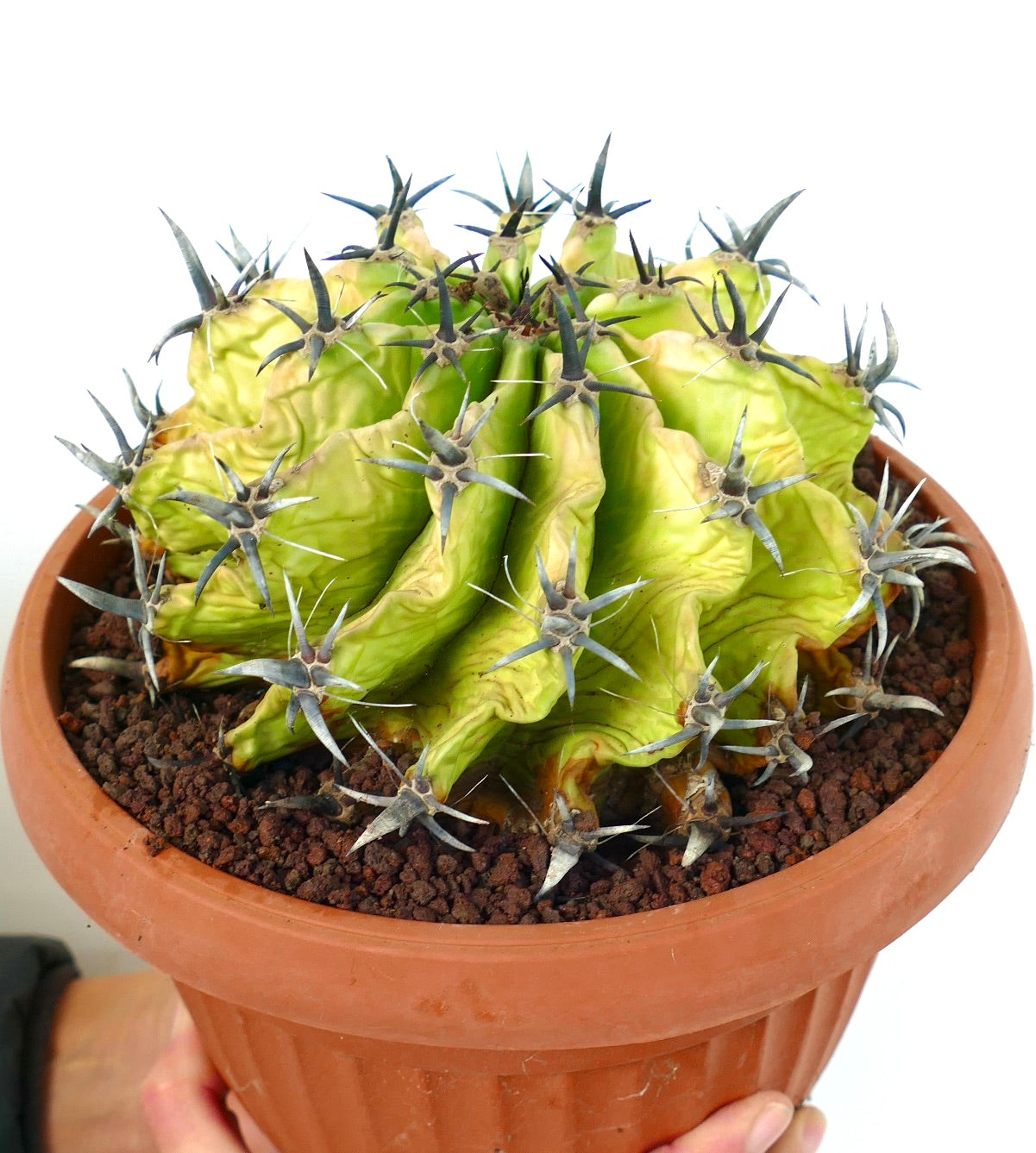 Ferocactus horridus succulent cactus with thick ribs and prominent dark spines in terracotta pot