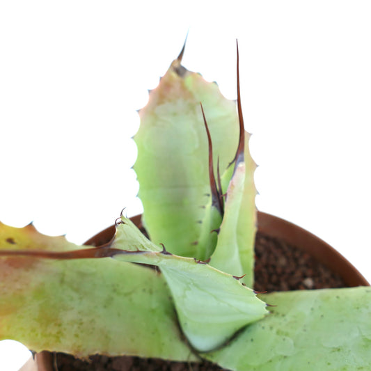 Agave parryi X Agave ovatifolia succulent hybrid with thick pale green leaves and long brown spines