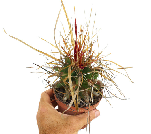 Ferobergia succulent cactus with long red and golden spines in small pot held by hand