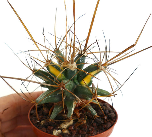 Ferobergia STRIATA VARIEGATED