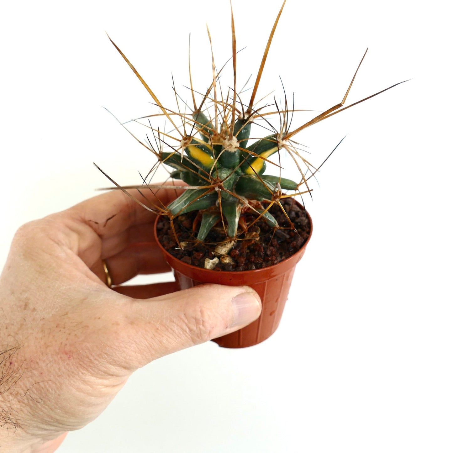 Ferobergia STRIATA VARIEGATED