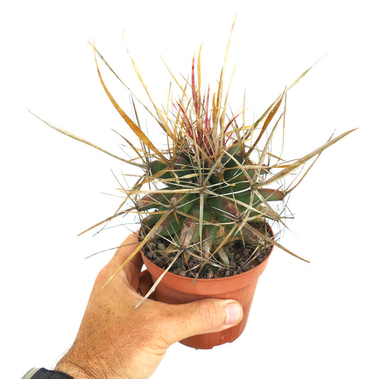 Ferocactus sp. succulent cactus with long sharp spines in small terracotta pot