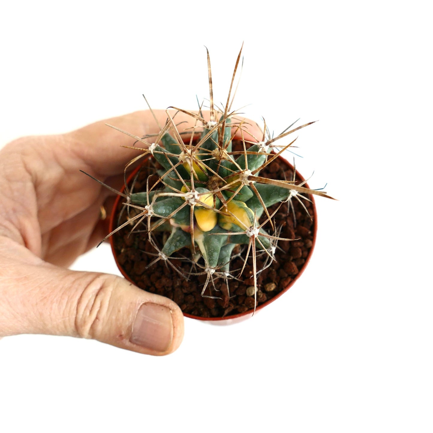 Ferobergia VARIEGATED SELECTED