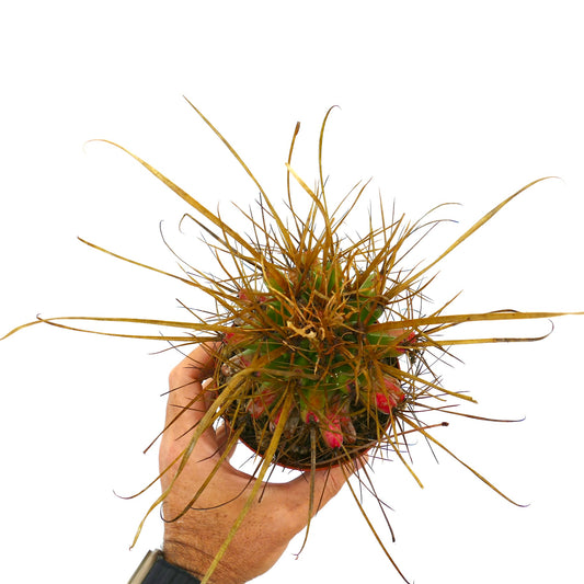 Ferobergia with red spots rare succulent cactus with long curved spines and green body