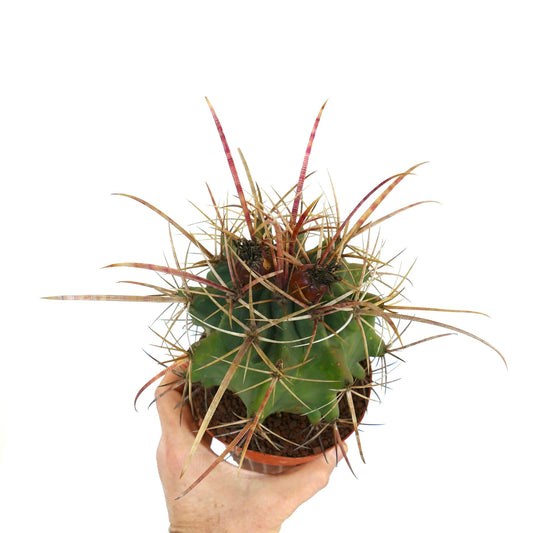 Ferobergia acathodes x principis raro cactus succulento con spine lunghe rossastre in vaso piccolo