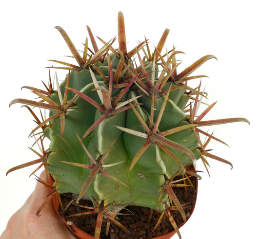 فيروبيرجيا (لاتيسبينوس × برينسيبيس) صبار نادر بجسم أخضر سميك وأشواك حمراء طويلة